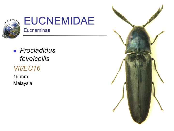 Procladidus foveicollis